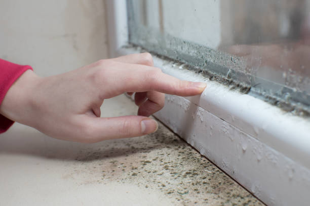 Best Mold Removal for HVAC Installations  in Beechwood Trails, OH